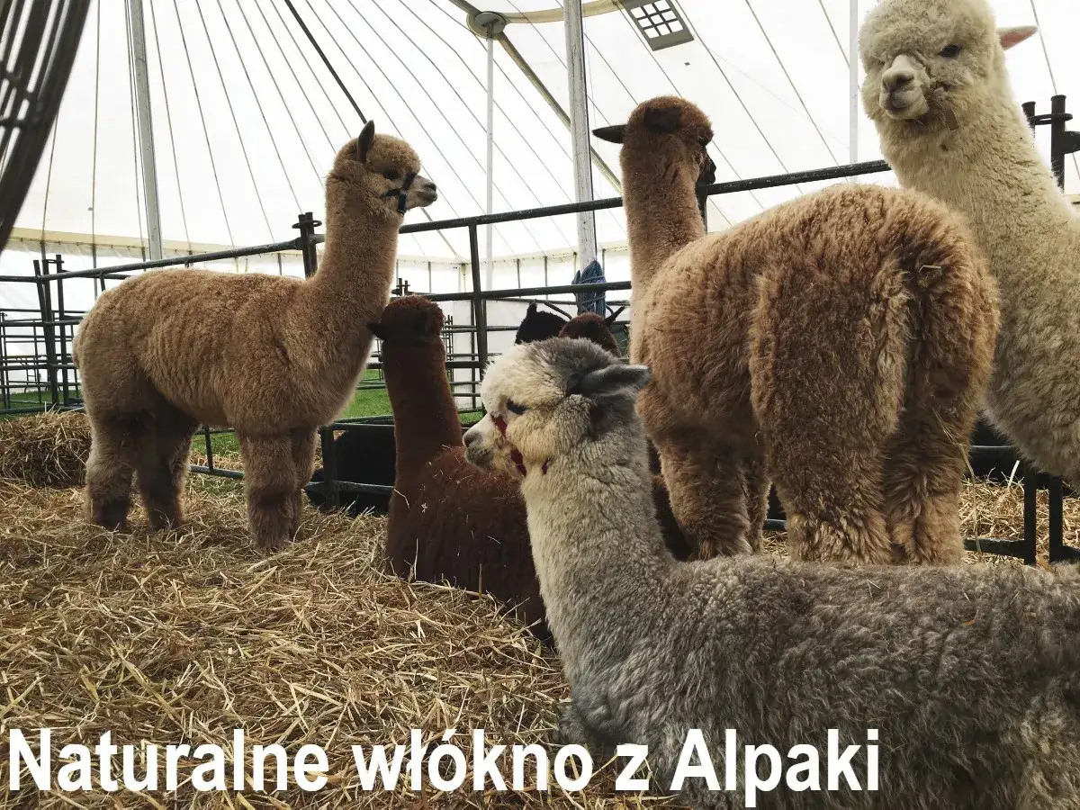 Kilka puszystych alpak, co to jest za zwierzę? Ich naturalne włókno jest cenne.